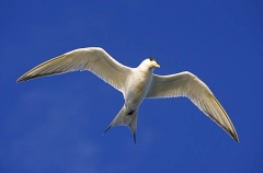 Fairy Tern (Sterna nereis) Fairy Tern (Sterna nereis)