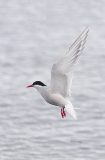 Arctic Tern (Sterna paradisaea) Arctic Tern (Sterna paradisaea)