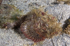 Firefin Scorpionfish (Scorpaenopsis neglecta) Firefin Scorpionfish (Scorpaenopsis neglecta)
