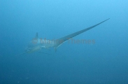 Pelagic Thresher Shark (Alopias pelagicus) Pelagic Thresher Shark (Alopias pelagicus)