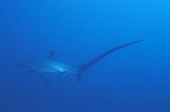 Pelagic Thresher Shark (Alopias pelagicus) Pelagic Thresher Shark (Alopias pelagicus)