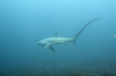 Pelagic Thresher Shark (Alopias pelagicus) Pelagic Thresher Shark (Alopias pelagicus)