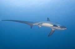 Pelagic Thresher Shark (Alopias pelagicus) Pelagic Thresher Shark (Alopias pelagicus)