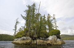 Turrent Island or Tremble Island in the middle of Nakwakto Rapids, Slingsby Channel, British Columbia, Canada. Tidal flow of up to 20 knots, normall averaging 11 to 14 knots.