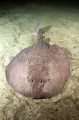 Short-tailed Torpedo Ray (Torpedo macneilli) Short-tailed Torpedo Ray (Torpedo macneilli)