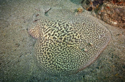 Spotted Torpedo Ray (Torpedo marmorata) Spotted Torpedo Ray (Torpedo marmorata)