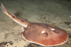 Trapezoid Torpedo Ray (Torpedo tokionis) Trapezoid Torpedo Ray (Torpedo tokionis)