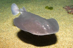 Pacific Electric Ray (Torpedo californica)
