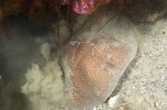 Marbled Torpedo Ray (Torpedo sinuspersici) Marbled Torpedo Ray (Torpedo sinuspersici)