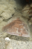 Marbled Torpedo Ray (Torpedo sinuspersici) Marbled Torpedo Ray (Torpedo sinuspersici)