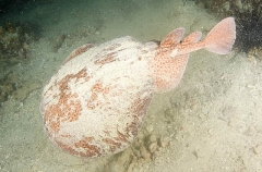 Marbled Torpedo Ray (Torpedo sinuspersici) Marbled Torpedo Ray (Torpedo sinuspersici)