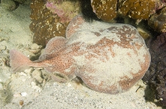 Marbled Torpedo Ray (Torpedo sinuspersici) Marbled Torpedo Ray (Torpedo sinuspersici)