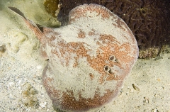 Marbled Torpedo Ray (Torpedo sinuspersici) Marbled Torpedo Ray (Torpedo sinuspersici)