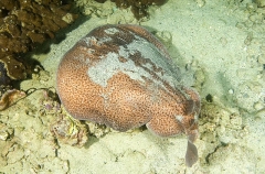 Marbled Torpedo Ray (Torpedo sinuspersici) Marbled Torpedo Ray (Torpedo sinuspersici)