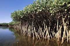 Mangroves in estuary. Mangroves in estuary.