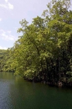 Mangroves growing on edge of anchialine lake. Mangroves growing on edge of anchialine lake.