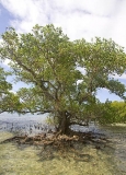 Mature mangrove tree with wide spread root system.