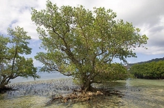 Mature mangrove tree with wide spread root system.