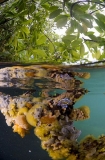 Mangroves above and below water with roots encrusted with marine life. Mangroves above and below water with roots encrusted with marine life.