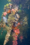 Mangrove roots encrusted with marine life.