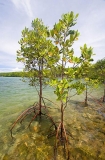 Mangroves at high tide showing aerial roots.