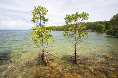 Mangroves at high tide showing aerial roots.
