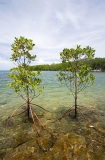 Mangroves at high tide showing aerial roots.