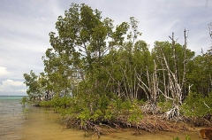 Mangroves at high tide showing aerial roots.