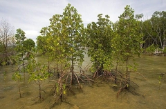 Mangroves at high tide showing aerial roots.
