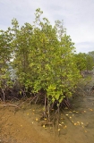 Mangroves at high tide showing aerial roots.