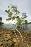 Mangroves at high tide showing aerial roots.