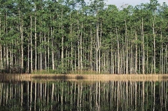 Mangrove trees in estuary. Mangrove trees in estuary.