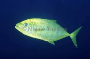 Golden Trevally (Gnathanodon speciosus) Golden Trevally (Gnathanodon speciosus)