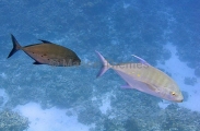Golden Trevally (Gnathanodon speciosus) Golden Trevally (Gnathanodon speciosus)