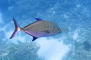 Golden Trevally (Gnathanodon speciosus) Golden Trevally (Gnathanodon speciosus)