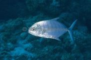 Blue Trevally (Carangoides ferdau) Blue Trevally (Carangoides ferdau)