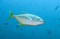 Gold-spotted Trevally (Carangoides fulvoguttatus) Gold-spotted Trevally (Carangoides fulvoguttatus)