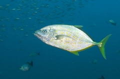 Gold-spotted Trevally (Carangoides fulvoguttatus) Gold-spotted Trevally (Carangoides fulvoguttatus)