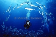 Bigeye Trevally (Caranx sexfasciatus) Bigeye Trevally (Caranx sexfasciatus)