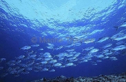 Bigeye Trevally (Caranx sexfasciatus) Bigeye Trevally (Caranx sexfasciatus)