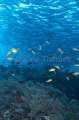 Bigeye Trevally (Caranx sexfasciatus) Bigeye Trevally (Caranx sexfasciatus)