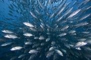 Bigeye Trevally (Caranx sexfasciatus) Bigeye Trevally (Caranx sexfasciatus)