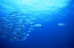 Bigeye Trevally (Caranx sexfasciatus) Bigeye Trevally (Caranx sexfasciatus)
