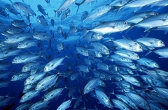 Bigeye Trevally (Caranx sexfasciatus) Bigeye Trevally (Caranx sexfasciatus)