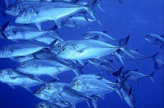 Bigeye Trevally (Caranx sexfasciatus) Bigeye Trevally (Caranx sexfasciatus)