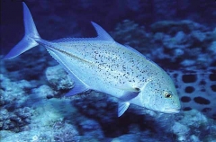 Bluefin Trevally (Caranx melampygus) Bluefin Trevally (Caranx melampygus)