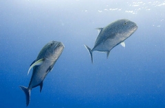 Bluefin Trevally (Caranx melampygus) Bluefin Trevally (Caranx melampygus)