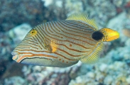 Orange Lined Triggerfish (Balistapus undulatus)