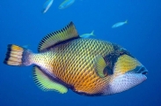 Titan Triggerfish (Balistoides viridescens) Titan Triggerfish (Balistoides viridescens)