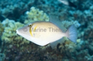 Scimitar Triggerfish (Sufflamen bursa) Scimitar Triggerfish (Sufflamen bursa)